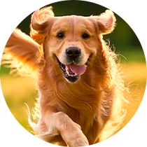 cachorro-aura-pet-home