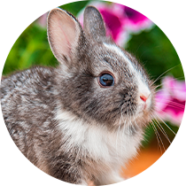 coelho-aura-pet-home