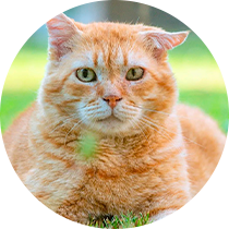 gato-aura-pet-home