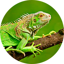iguana-aura-pet-home