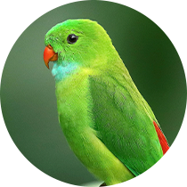 passaro-aura-pet-home