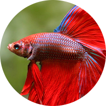 peixe-aura-pet-home